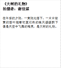 《大树的礼物》
拍摄者：谢佳霖
在午后的夕阳，一束阳光落下，一片片微黄的落叶随着初夏闷热的晚风缓缓飘下像是天空中飞舞的精灵，是大树的礼物。
